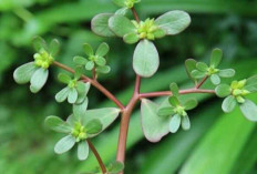 Rumput Krokot Dapat Mengobati Cacingan dan Hepatitis 