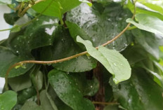 Atasi Nyeri Sendi dan Sakit Pinggang dengan Umbi Binahong