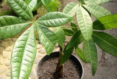 Bukan Sekadar Pajangan, Ini Deretan Tanaman Hias yang Dipercaya Membawa Hoki dan Kemakmuran