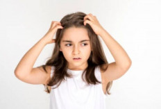 Mengapa Kutu Rambut Lebih Rentan Menyerang Anak-anak:? Berikut Faktordan Pencegahannya
