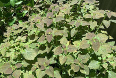 Obati Bisul dan Panas Dalam dengan Daun Miana
