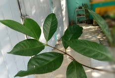 Bukan Sekadar Bumbu Dapur, Ini Rahasia dan Cara Mengolah Daun Salam untuk Manfaat Kesehatan yang Optimal