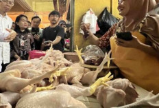 Harga Pangan 11 Desember 2024 : Daging Ayam Ras Naik Menjadi Rp36.710 per Kilogram !