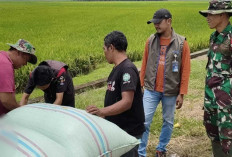 Bulog OKU Bentuk Dua Tim Jemput Gabah Petani
