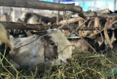 Pastikan Stok Hewan Kurban Aman untuk Idul Adha 1446 H