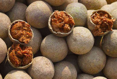 Sembuhkan Sakit Perut, Mual, dan   Sehatkan Hati dengan Buah Kawista