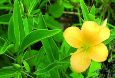 Atasi Busung Lapar dan Penyakit Kulit dengan  Daun Landep
