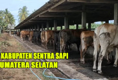 5 Kabupaten dengan Populasi Sapi Terbanyak di Sumatera Selatan 2024 : Menuju Swasembada Daging Sapi 2025 !