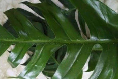 Sembuhkan  Luka, Sehatkan Kuku dan Radang Kulit dengan Daun Ekor Naga