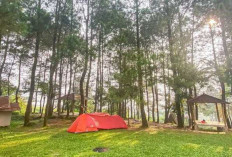 Camping Seru di Hutan Pinus Bogor : Liburan Alam yang Tak Terlupakan