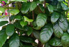 Keluarkan Dahak dan Legakan Tenggorokan dengan Daun Hantap 