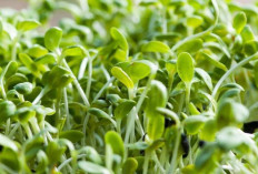 Tingkatkan Produksi ASI dengan Daun Alfalfa