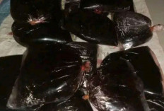 Atasi Infeksi Saluran Kemih dengan Getah Jernang 