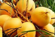 Jaga Kesehatan Tulang dan Gigi dengan Kelapa Gading 