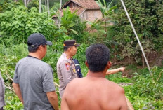 Tragis ! Petani Tewas Tersengat Listrik saat Tebang Pohon Jenggol  