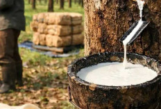 Harga Getah Karet Anjlok, Petani di OKU Mulai Gerah