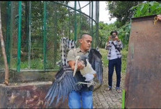 BKSDA Sumsel Evakuasi Satwa Dilindungi dari Agrowisata Kebun Kito Lubuklinggau