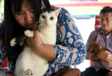 Jarang yang Tahu : Usia Harapan Hidup Kucing dan Anjing 6 Tahun !