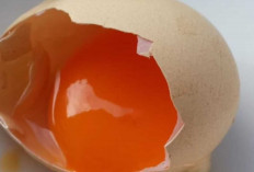 Telur Omega-3, Pilihan Protein Bergizi yang Kian Digemari Masyarakat