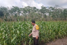 Komunitas Jagung Diminati Petani 