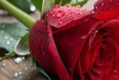 7 Bunga Cantik untuk Mempercantik Taman Rumah dan Membuat Suasana Lebih Sejuk