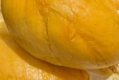 Mengenal Ragam Jenis Durian dan Karakter Rasa Uniknya dari Nusantara hingga Mancanegara
