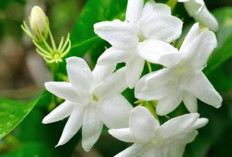 Atasi Produksi ASI Berlebihan dengan Daun Melati
