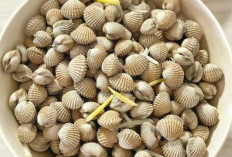 Kerang, Sumber Gizi dan Peluang Ekonomi di Pantai Indonesia