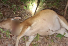 Maraknya Pencurian Sapi Buat Warga Pangkalan Lampam OKI Resah