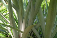 Obati Penyakit TBC dan Mimisan dengan Daun Nanas