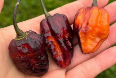 Cabai Habanero : Si Pedas yang Menawarkan Manfaat Kesehatan dan Daya Tarik Kuliner