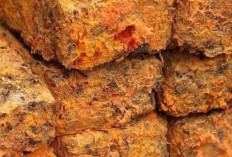 Oncom : Warisan Fermentasi Nusantara yang Lezat, Bergizi, dan Ramah Lingkungan