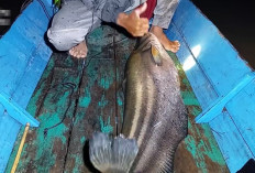 5 Fakta Unik Ikan Tapah : Harta Karun Sungai Musi yang Ukurannya Bisa Sebesar Manusia !