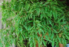 Jaga Kesehatan Kulit dan Hancurkan Lemak dengan Daun Cakra Cikri