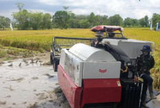 Antisipasi Penurunan Produksi Padi 