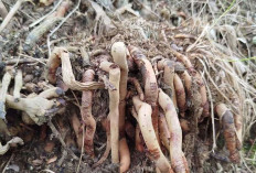 Obati Wasir dan Penyakit Kulit dengan Akar Kelapa