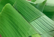 Daun Pisang, Warisan Alam yang Serbaguna dan Ramah Lingkungan