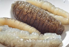 Sembuhkan Luka Penderita Diabetes dengan Teripang
