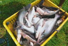 3 Kabupaten Penghasil Ikan Patin Terbesar di Sumatera Selatan : Juaranya Bukan Banyuasin !