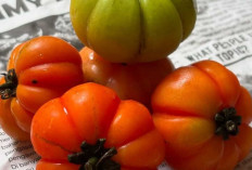 Dari Tomat Merah sampai Heirloom: Yuk, Kenalan dengan 8 Jenis Tomat!