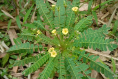 Atasi Malaria dan Nyeri Sendi dengan Rumput Kebar