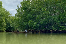 Cerita dari Pesisir Langkat, Tentang Mereka yang Menjaga MMangrove