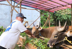 Lapak Hewan Kurban di Prabumulih Mulai Menjamur, Pedagang Tawarkan Promo Beli 3 Sapi Gratis Kambing