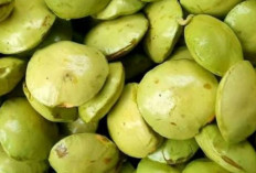 Jaga Kesehatan Tulang dan Gigi dengan Jengkol Muda