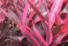 Obati TBC dan Kencing Darah dengan Andong Merah