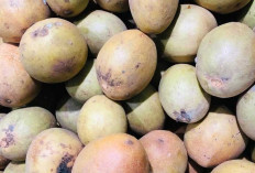 Buah Sawo : Si Manis yang Tak Pernah Kenal Musim