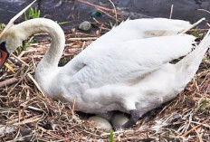 Telur Angsa Busuk dapat Membantu Penyembuhan Penyakit Degeneratif