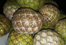 Pertahankan Kepadatan Tulang dengan Buah Rumbia