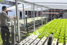 Sulap Perkarangan Menjadi Ladang Harapan