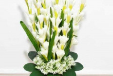 Bunga Sedap Malam, Harum di Kala Senja Dipercaya Bawa Keharmonisan dan Ketentraman Rumah